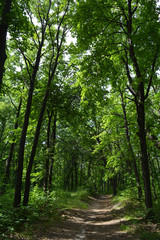 Path through lush green forest park in summer day.