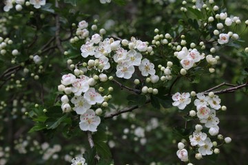Weißdornblüten