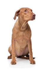Studio shot of an adorable short haired mixed breed dog looking curiously