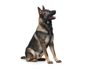Studio shot of an adorable German Shepherd dog sitting and looking curiously