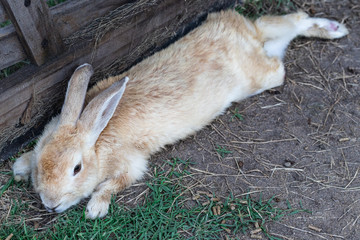 Closeup white rabbit is lying down on the ground with green grass in the zoo
