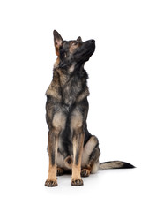 Studio shot of an adorable German Shepherd dog sitting and looking curiously