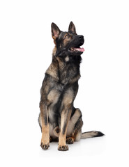 Studio shot of an adorable German Shepherd dog sitting and looking curiously