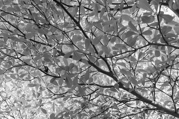  part of tree branch and leaf with blue sky