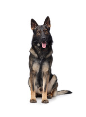 Studio shot of an adorable German Shepherd dog sitting and looking curiously at the camera