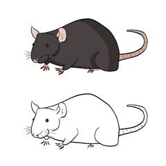 Two rats in simple style. Rat in color on white background. Vector illustration of rats good for design book for children, coloring pages.