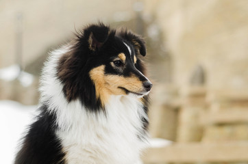 Sheltie