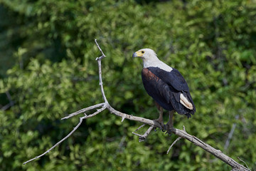 African fish eagle (Haliaeetus vocifer),