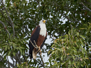 African fish eagle (Haliaeetus vocifer),
