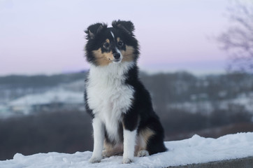 Sheltie