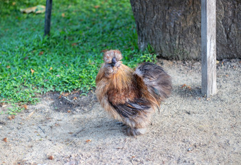 Brown Silkie Hen or Silky Chicken is walking and finding foods in the lawn