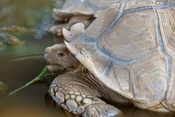 Naklejka premium close-up on sulcata tortoise