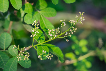 Little white flowers of Florida Holly, Brazilian pepper tree, Christmasberry tree, Pepper tree ...