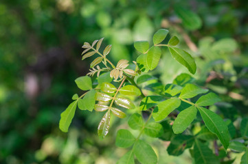 Fresh green leaves of Florida Holly, Brazilian pepper tree, Christmasberry tree, Pepper tree  (Schinus Terebinthifolius) on shrub tree in the organic vegetable garden