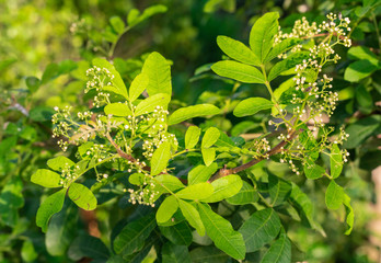 Little white flowers of Florida Holly, Brazilian pepper tree, Christmasberry tree, Pepper tree ...