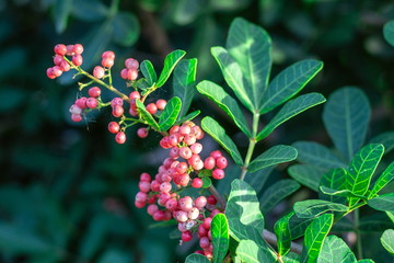 Florida Holly, Brazilian pepper tree, Christmasberry tree, Pepper tree  (Schinus Terebinthifolius)...