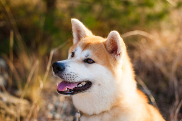 portrait of a dog