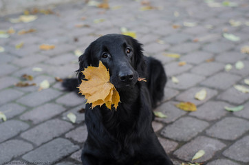 Autumn dog