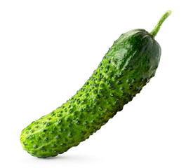 Ripe cucumber stands on a white, isolated.