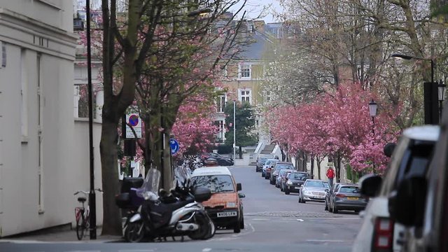 Cherry Trees in London, Kensington