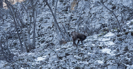 Obraz premium Chamois & neige