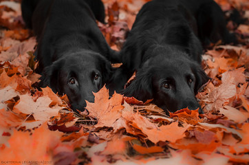 Autumn dogs