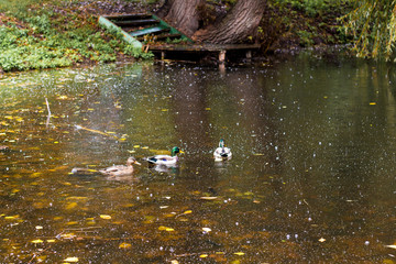 Ducks swim in the river of city park during the rain in the fall_
