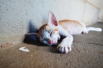 poor kitten sleep on dirty ground