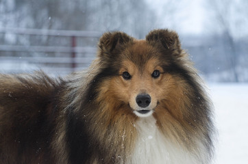 Sheltie