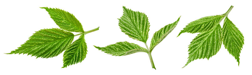 Raspberry leaf isolated