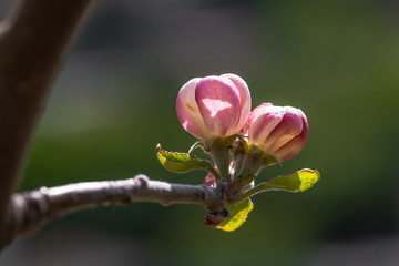 spring: flowering apple tree in bloom with pink buds 