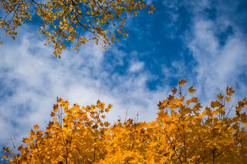 Colorful Autumn Maple Leaves against a cloudy blue sky, with room for text.
