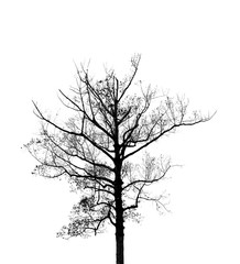 Obraz premium The shadow Tree.