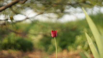 lonely tulip, одинокий тюльпан, нежность