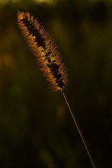 grass colophony on the background of the evening sky