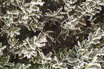 frost on the leaves