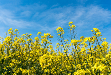 Fototapeta premium blossoming canola rapeseed field up close under a bright blue sky