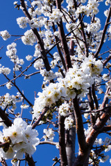 cherry blossom in spring