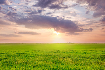 Fototapeta na wymiar Field with green grass during the sunset with picturesque clouds_