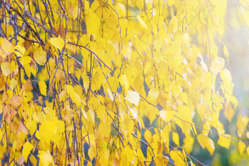 The background of a yellow autumn leaves of birch in a bright sunlight_