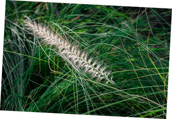 Closeup softy fluffy white petal of the flowering of Fourtain Grass (Pennisetum Setaceum (Forssk) Chiov) are blooming and swaying along the wind on nature green leaves background