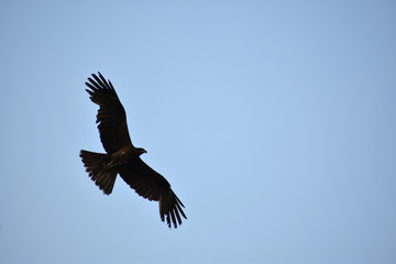 Obraz premium A single Indian black pariah kite (Milvus migrans) flying in blue sky background with copy space - Freedom concept