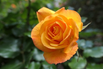 rose orange