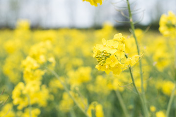 Fototapeta premium field of yellow flowers