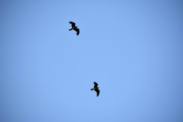 Two Indian black pariah kite (Milvus migrans) flying in blue sky background with copy space - Freedom and Love concept