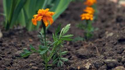 macro photo of orange marigold flower in spring