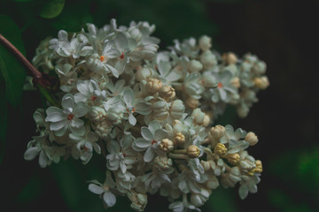Macro photo of young flowers of white lilac. Syringa in spring