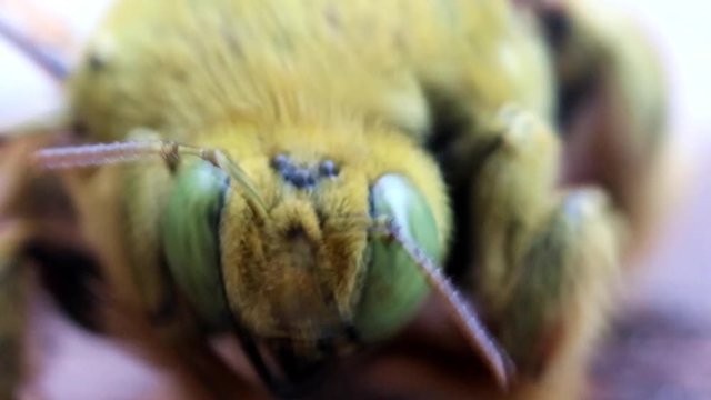 Head of tropical carpenter bee (Xylocopa latipes), macro view, Laos