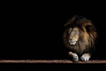 Obraz premium Portrait of a beautiful lion and copy space. Lion in dark