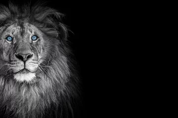 Fototapeten Portrait of a beautiful lion and copy space. Lion in dark © Denis